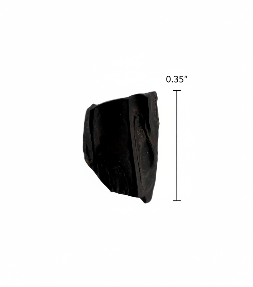 Edmontosaurus Fossil Tooth Fragment (0.35") - Cretaceous, Hell Creek Formation, USA - FossilsAndMore