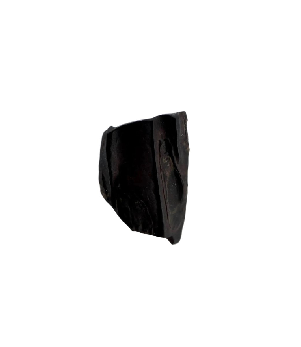 Edmontosaurus Fossil Tooth Fragment (0.35") - Cretaceous, Hell Creek Formation, USA - FossilsAndMore