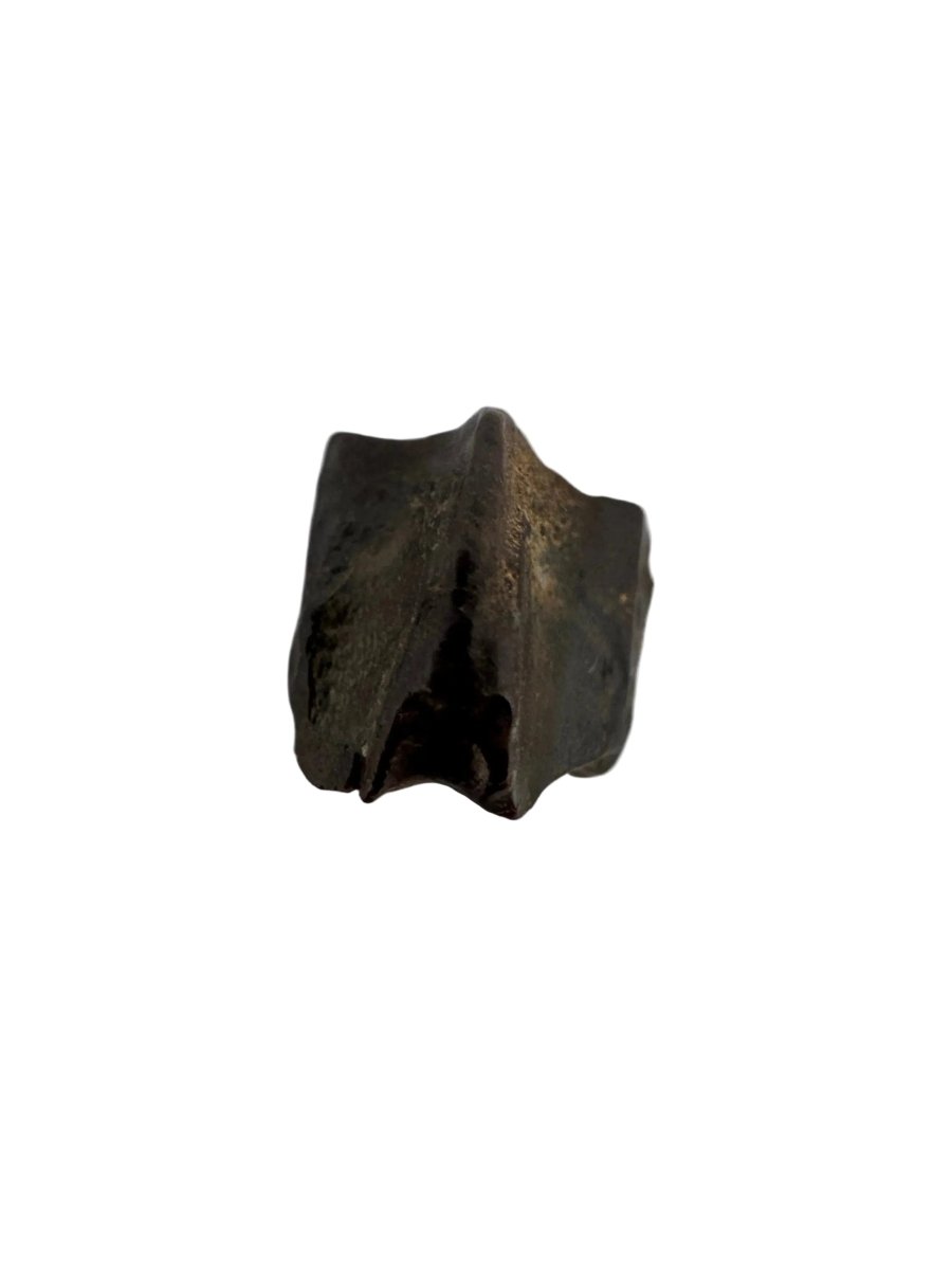 Edmontosaurus Fossil Tooth Fragment (0.36") - Cretaceous, Hell Creek Formation, USA - FossilsAndMore