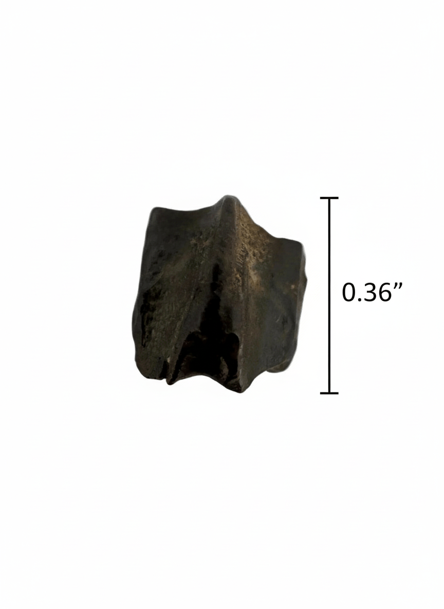 Edmontosaurus Fossil Tooth Fragment (0.36") - Cretaceous, Hell Creek Formation, USA - FossilsAndMore