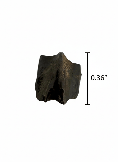 Edmontosaurus Fossil Tooth Fragment (0.36") - Cretaceous, Hell Creek Formation, USA - FossilsAndMore