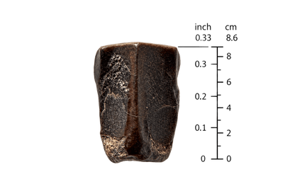Edmontosaurus Tooth Fragment from Hell Creek Formation | 0.33" - FossilsAndMore