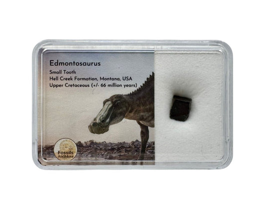 Edmontosaurus Tooth Fragment from Hell Creek Formation in Gift Box - FossilsAndMore