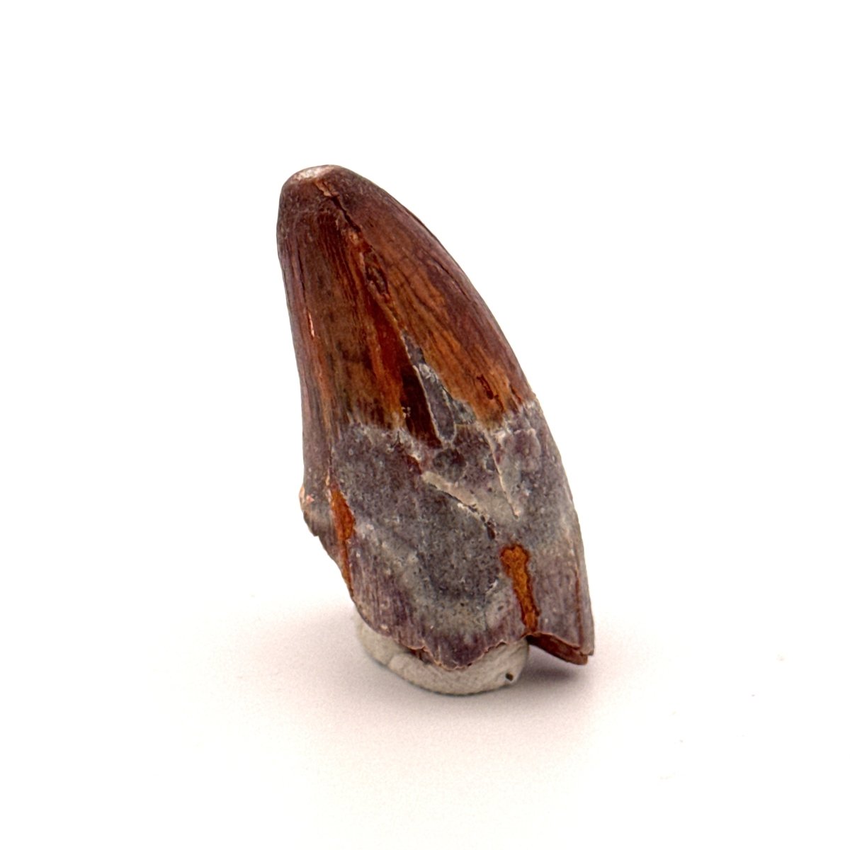 Elosuchus cherifiensis Fossil Tooth from Morocco (1.43") - FossilsAndMore