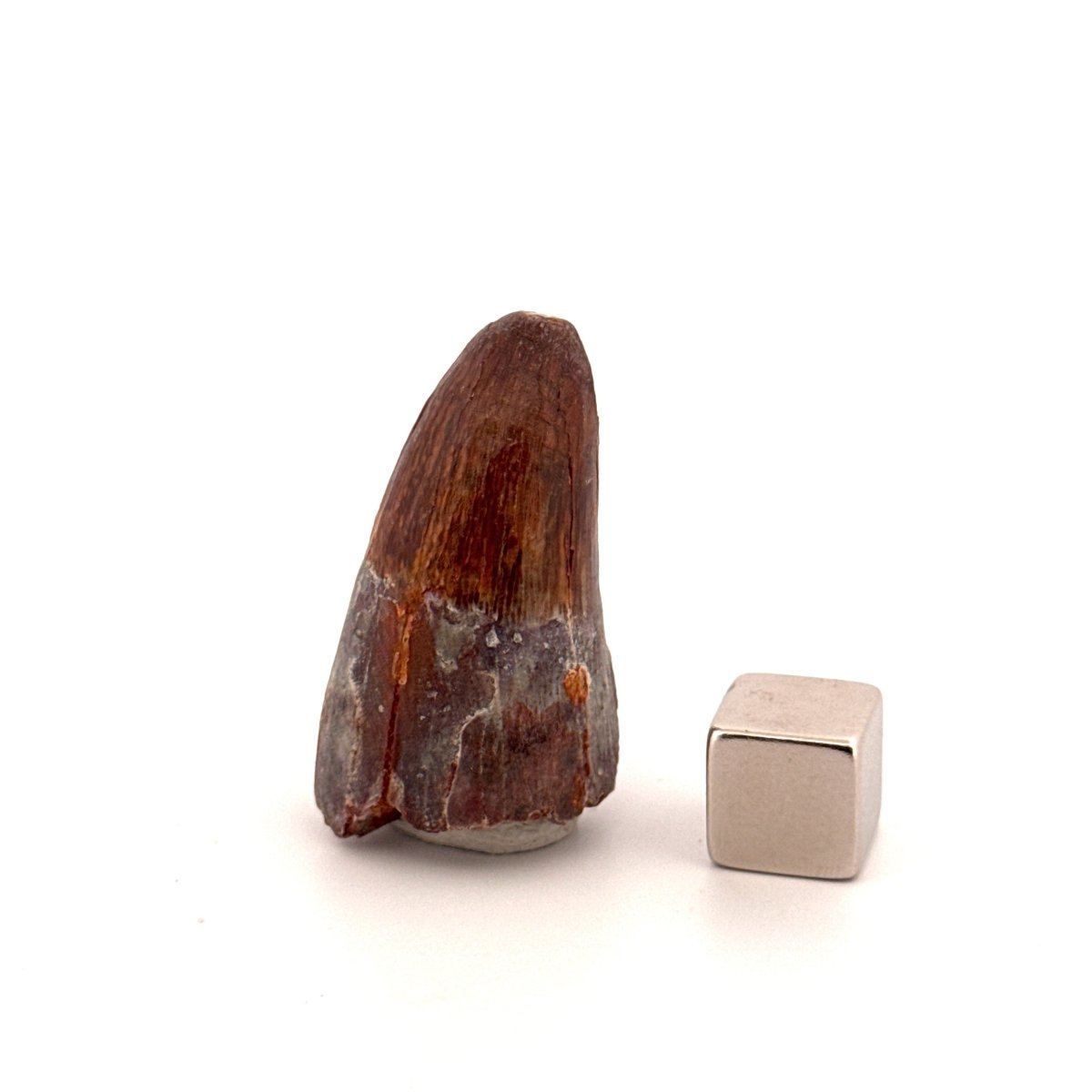 Elosuchus cherifiensis Fossil Tooth from Morocco (1.43") - FossilsAndMore