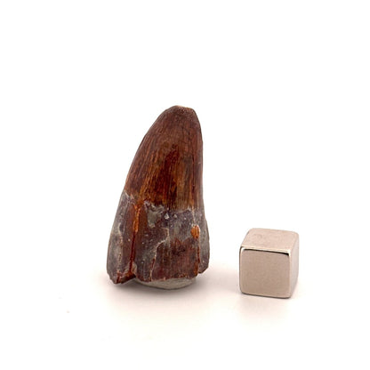 Elosuchus cherifiensis Fossil Tooth from Morocco (1.43") - FossilsAndMore