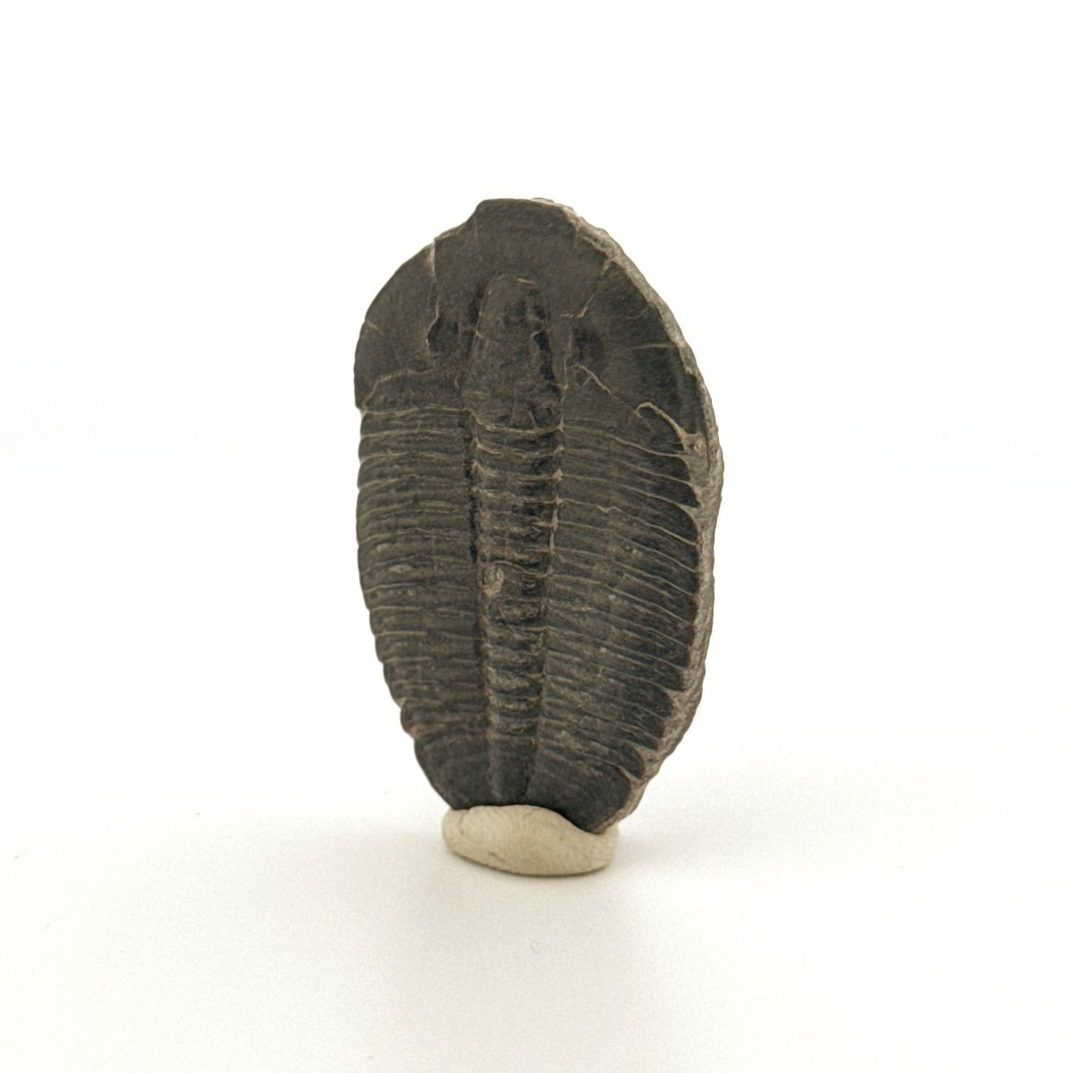Elrathia Kingii Trilobite Fossil (1.65") – Cambrian, Utah, USA - FossilsAndMore