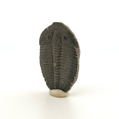 Elrathia Kingii Trilobite Fossil (1.65") – Cambrian, Utah, USA - FossilsAndMore