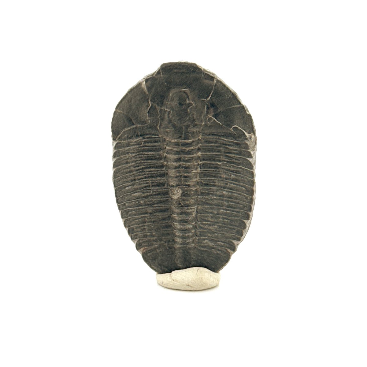 Elrathia Kingii Trilobite Fossil (1.65") – Cambrian, Utah, USA - FossilsAndMore