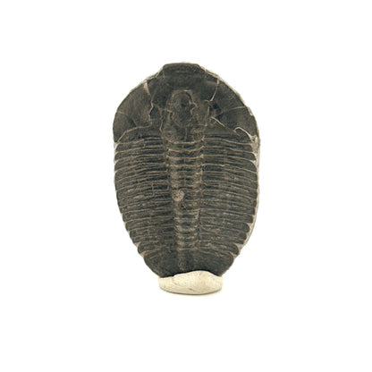 Elrathia Kingii Trilobite Fossil (1.65") – Cambrian, Utah, USA - FossilsAndMore