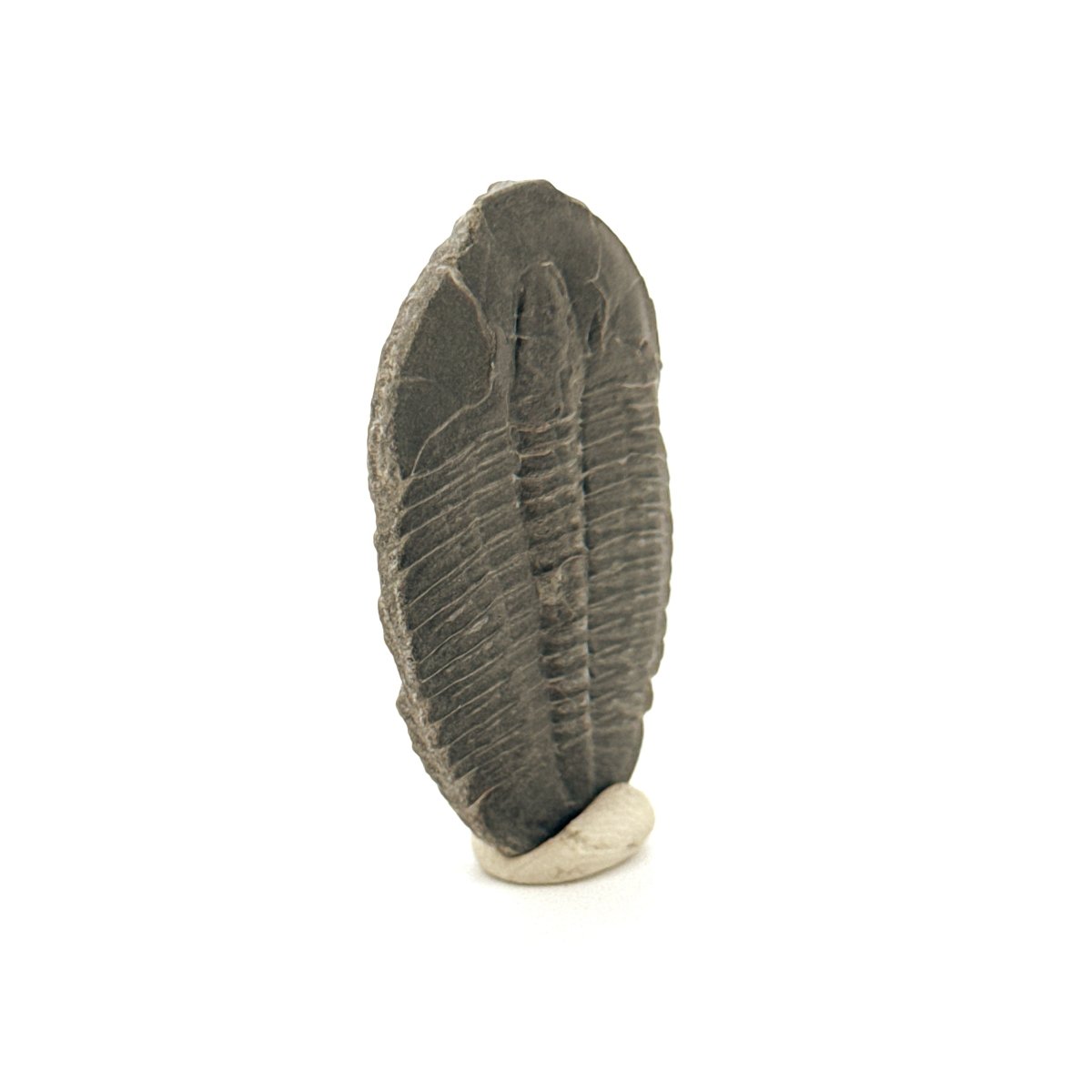 Elrathia Kingii Trilobite Fossil (1.65") – Cambrian, Utah, USA - FossilsAndMore