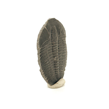 Elrathia Kingii Trilobite Fossil (1.65") – Cambrian, Utah, USA - FossilsAndMore