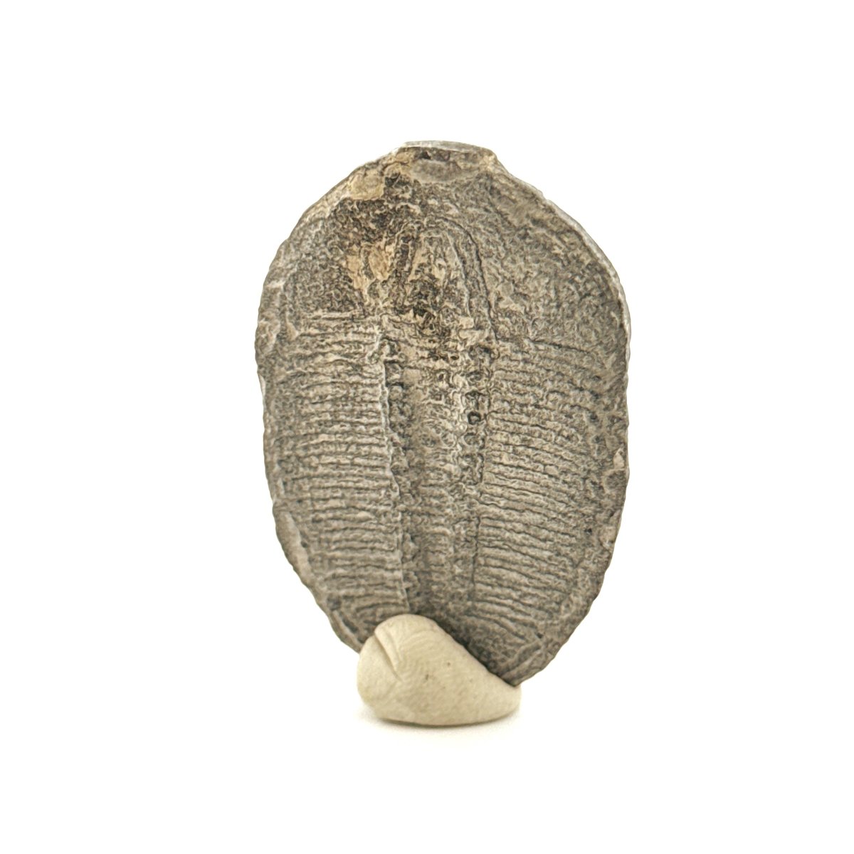 Elrathia Kingii Trilobite Fossil (1.65") – Cambrian, Utah, USA - FossilsAndMore