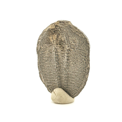 Elrathia Kingii Trilobite Fossil (1.65") – Cambrian, Utah, USA - FossilsAndMore
