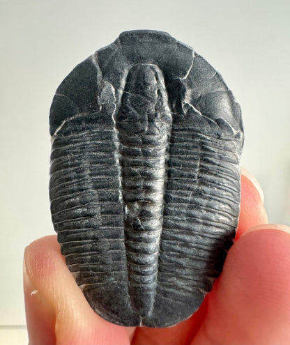 Elrathia Kingii Trilobite Fossil (1.65") – Cambrian, Utah, USA - FossilsAndMore