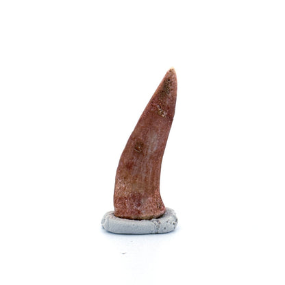 Enchodus libycus Fish Tooth Fossil (1.60") – Late Cretaceous, Morocco - FossilsAndMore