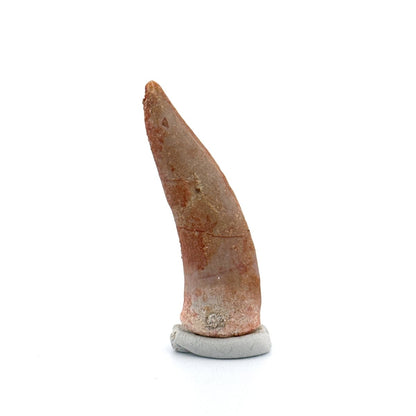 Enchodus libycus Fish Tooth Fossil (2.02") – Late Cretaceous, Morocco - FossilsAndMore