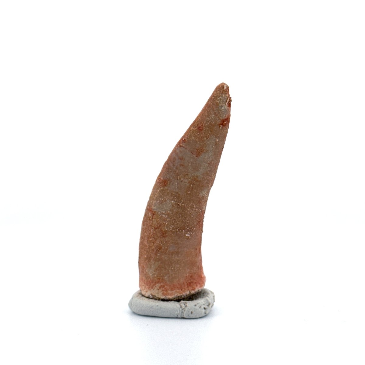 Enchodus libycus Fish Tooth Fossil (2.02") – Late Cretaceous, Morocco - FossilsAndMore