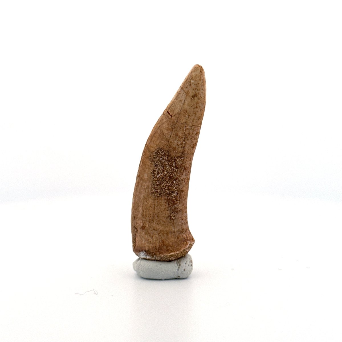 Enchodus libycus Fish Tooth Fossil (2.12") – Late Cretaceous, Morocco - FossilsAndMore