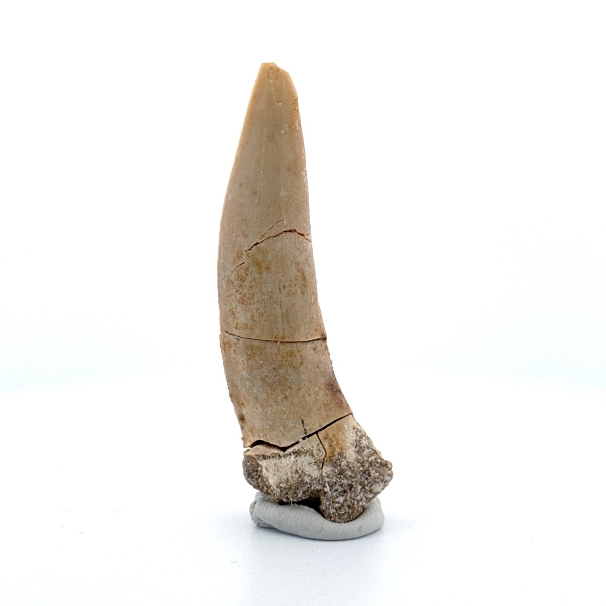 Enchodus libycus Fish Tooth Fossil (2.62") – Late Cretaceous, Morocco - FossilsAndMore