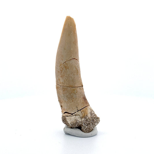 Enchodus libycus Fish Tooth Fossil (2.62") – Late Cretaceous, Morocco - FossilsAndMore