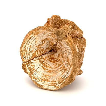 Enchodus libycus Fish Vertebra Fossil (2.58") from Morocco - FossilsAndMore