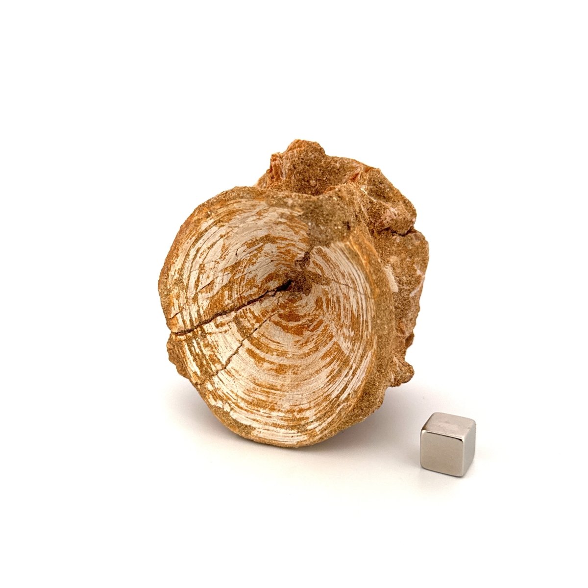 Enchodus libycus Fish Vertebra Fossil (2.58") from Morocco - FossilsAndMore