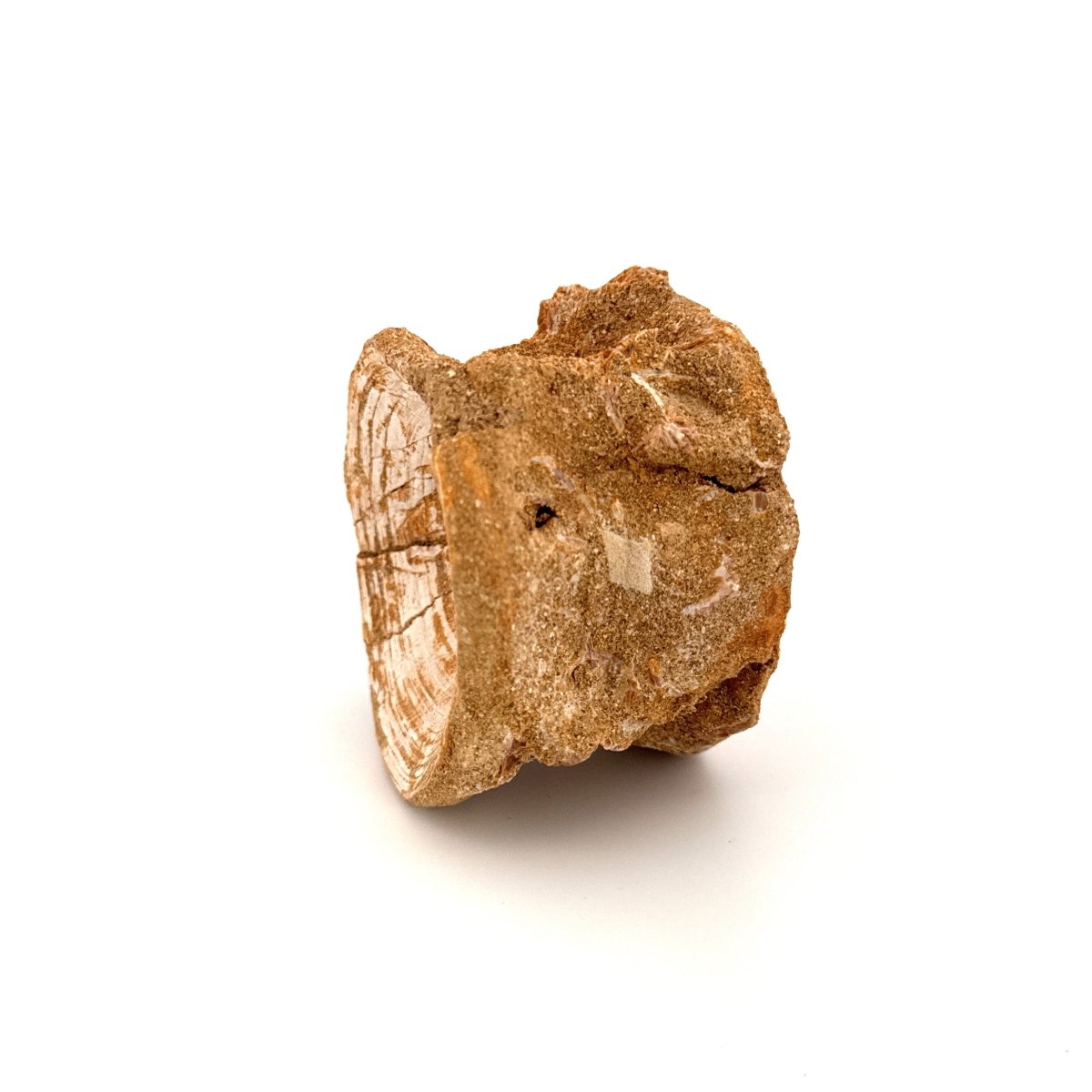 Enchodus libycus Fish Vertebra Fossil (2.58") from Morocco - FossilsAndMore