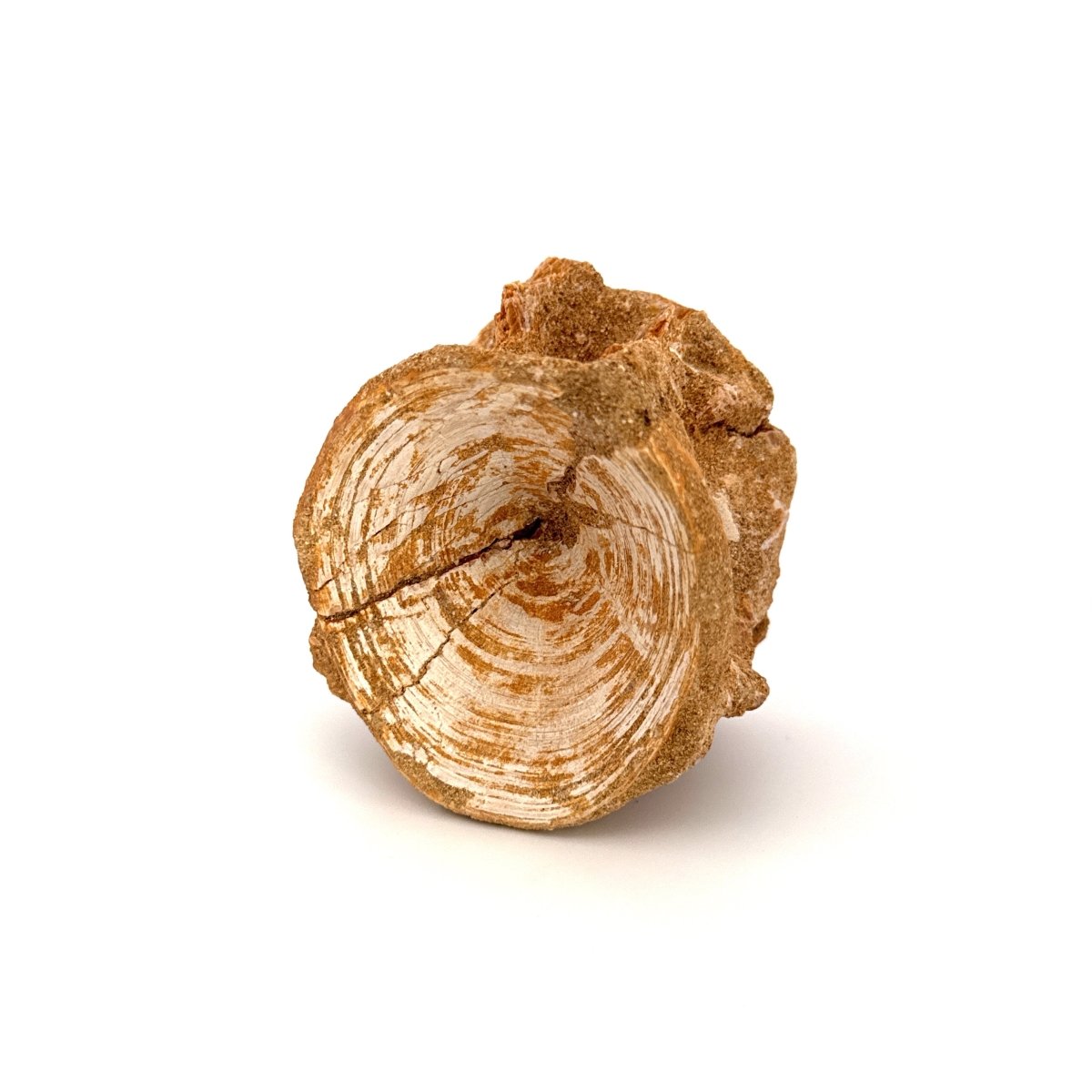 Enchodus libycus Fish Vertebra Fossil (2.58") from Morocco - FossilsAndMore