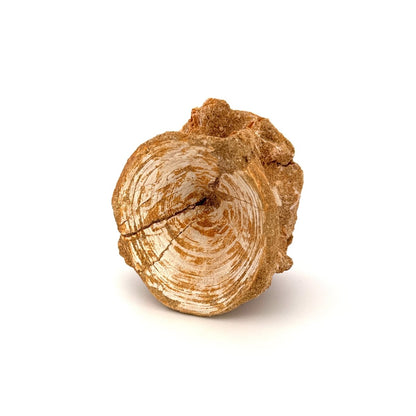 Enchodus libycus Fish Vertebra Fossil (2.58") from Morocco - FossilsAndMore