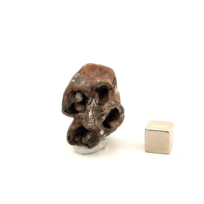 Equus species Tooth Fossil from South Carolina, USA - FossilsAndMore