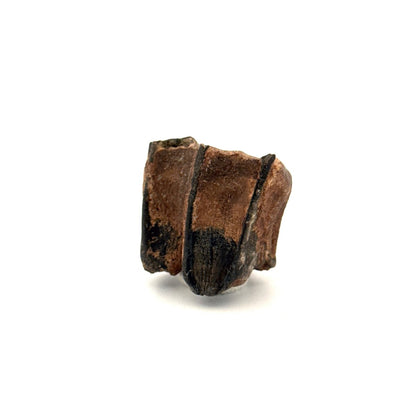 Equus species Tooth Fossil from South Carolina, USA - FossilsAndMore