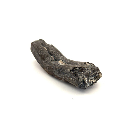 Equus species Tooth Fossil from South Carolina, USA - FossilsAndMore