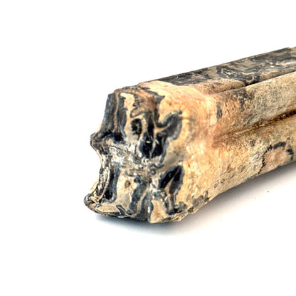 Equus species Tooth Fossil from South Carolina, USA - FossilsAndMore