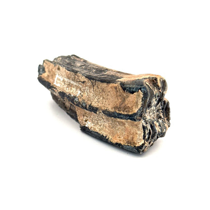 Equus species Tooth Fossil from South Carolina, USA - FossilsAndMore