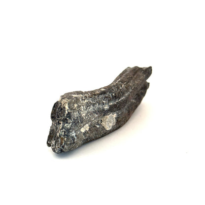 Equus species Tooth Fossil from South Carolina, USA - FossilsAndMore