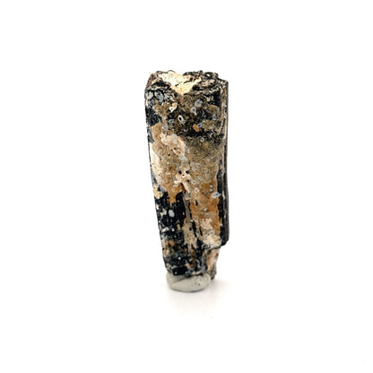 Equus species Tooth Fossil from South Carolina, USA - FossilsAndMore