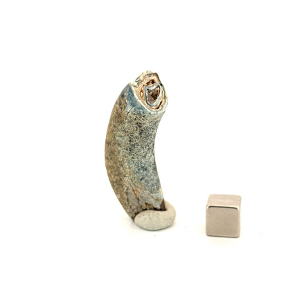 Equus species Tooth Fossil from South Carolina, USA - FossilsAndMore