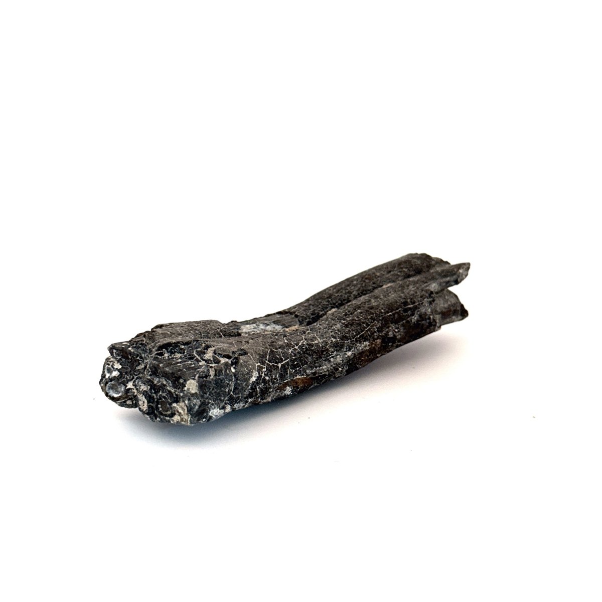 Equus species Tooth Fossil from South Carolina, USA - FossilsAndMore