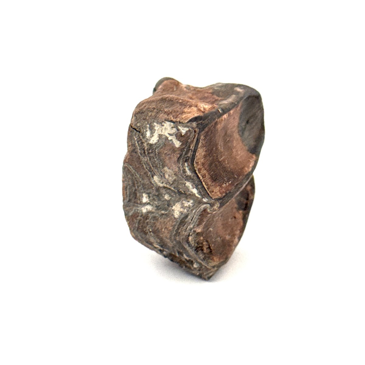 Equus species Tooth Fossil from South Carolina, USA - FossilsAndMore