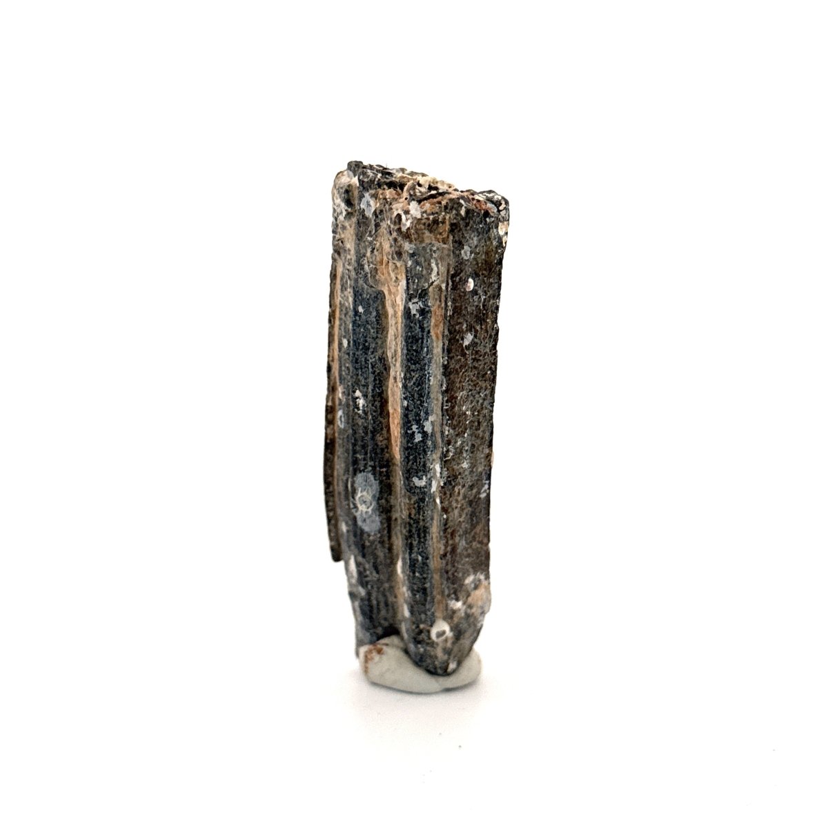 Equus species Tooth Fossil from South Carolina, USA - FossilsAndMore