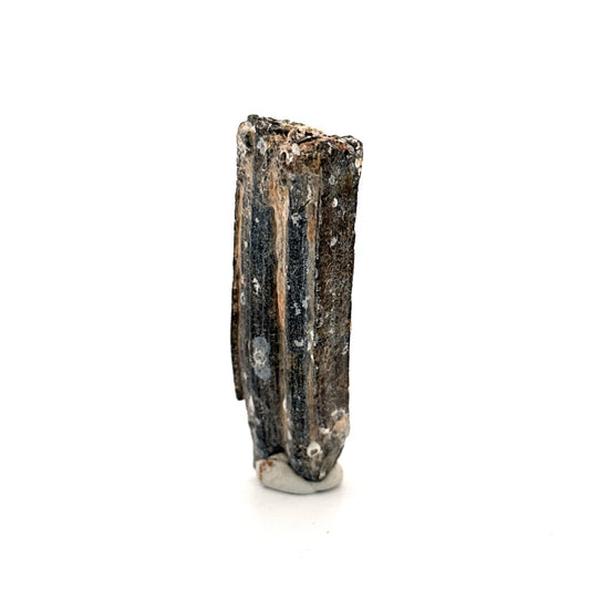 Equus species Tooth Fossil from South Carolina, USA - FossilsAndMore