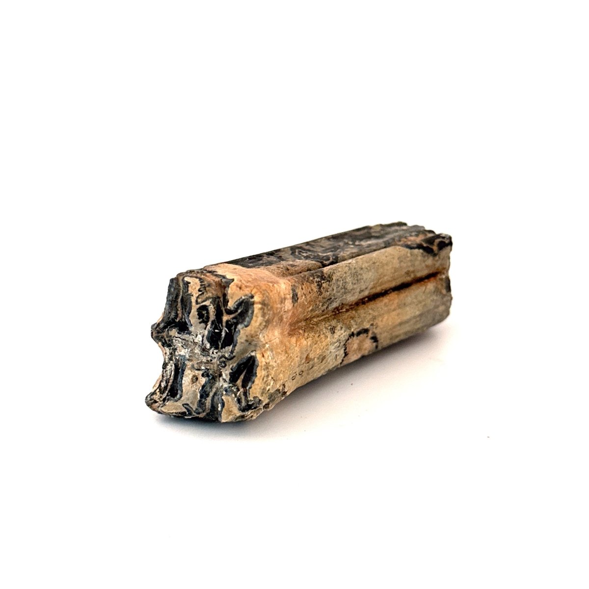 Equus species Tooth Fossil from South Carolina, USA - FossilsAndMore