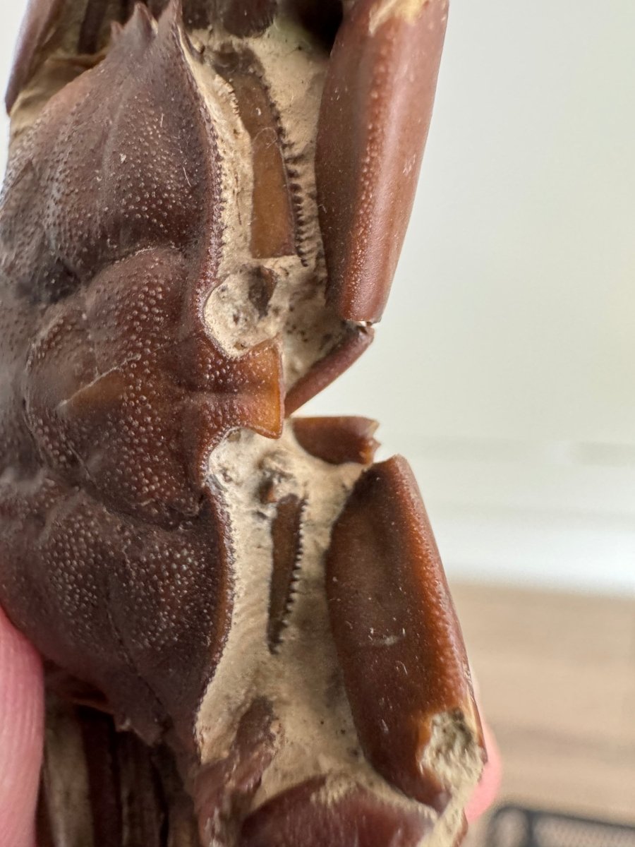 Fine Crab fossil (Macrophthalmus sp) - Pleistocene period, China (2.20") - FossilsAndMore