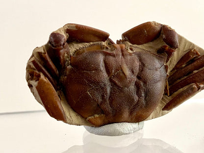 Fine Crab fossil (Macrophthalmus sp) - Pleistocene period, China (2.20") - FossilsAndMore