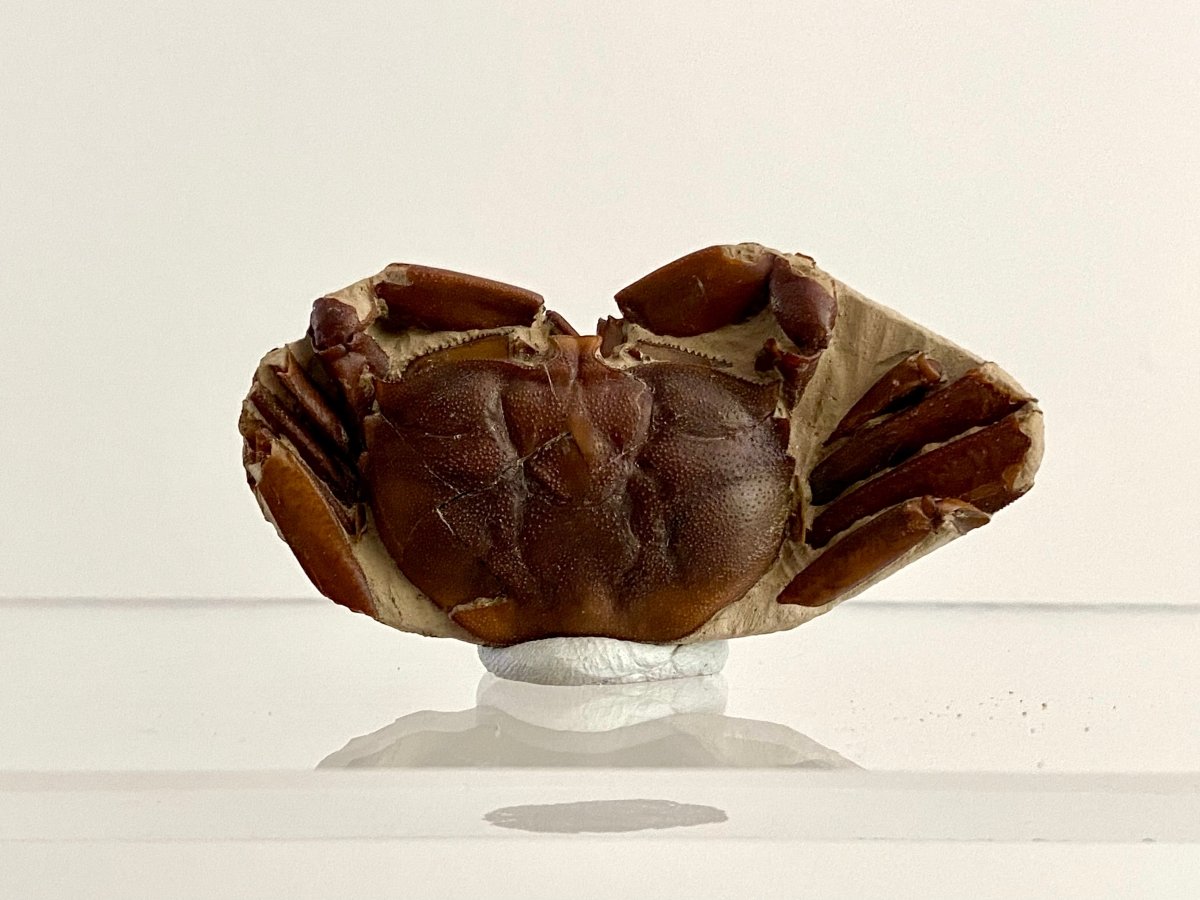 Fine Crab fossil (Macrophthalmus sp) - Pleistocene period, China (2.20") - FossilsAndMore