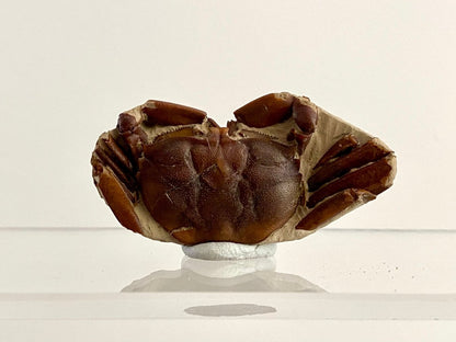 Fine Crab fossil (Macrophthalmus sp) - Pleistocene period, China (2.20") - FossilsAndMore