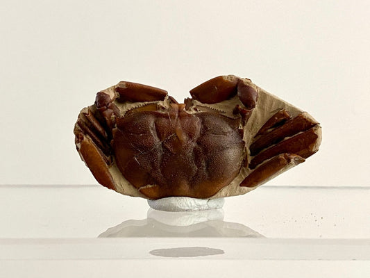 Fine Crab fossil (Macrophthalmus sp) - Pleistocene period, China (2.20") - FossilsAndMore