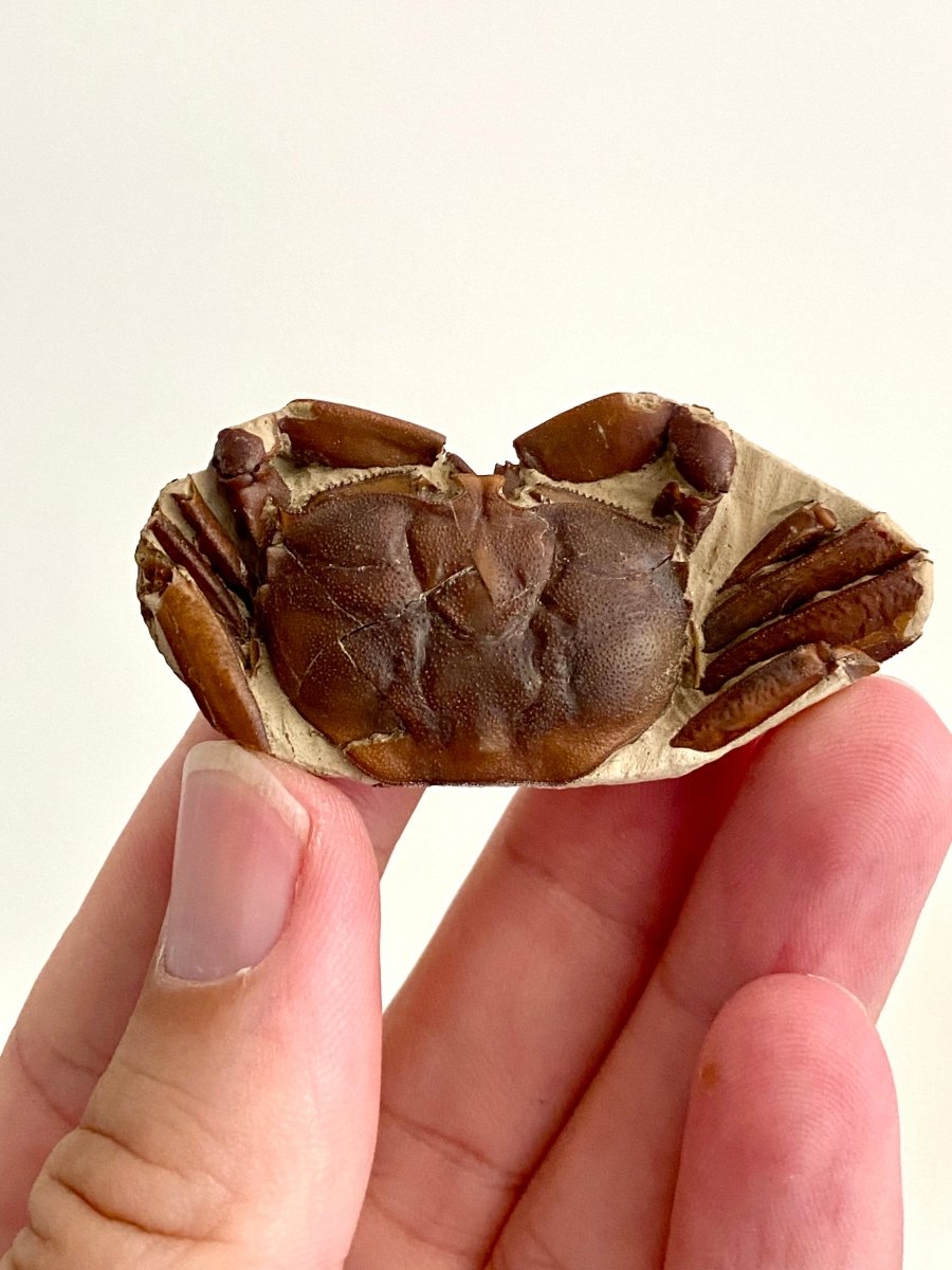 Fine Crab fossil (Macrophthalmus sp) - Pleistocene period, China (2.20") - FossilsAndMore