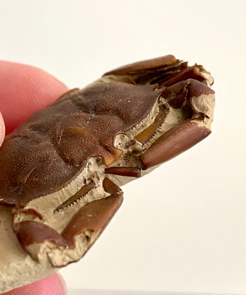 Fine Crab fossil (Macrophthalmus sp) - Pleistocene period, China (2.20") - FossilsAndMore